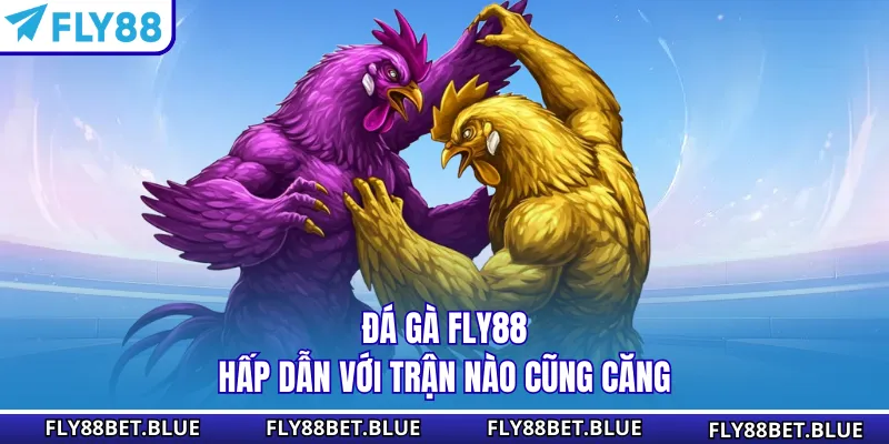 Đá gà FLY88 hấp dẫn với trận nào cũng căng